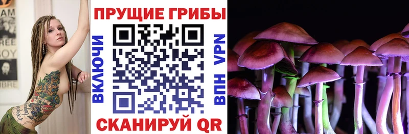 Псилоцибиновые грибы Psilocybine cubensis  закладка  Чаплыгин 